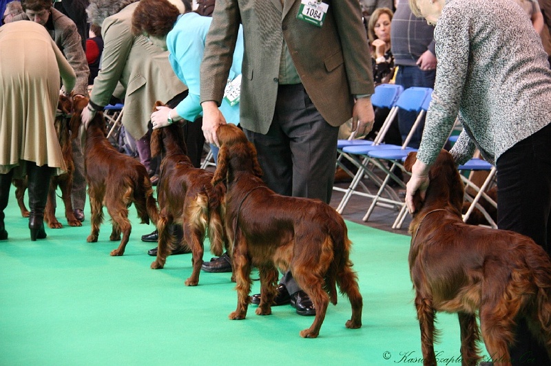 Crufts2011 121.jpg